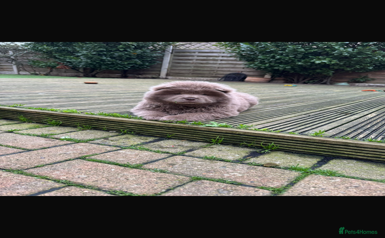 Chow Chow dogs Adorable rare lilac chow chow girl pups - Advert 4