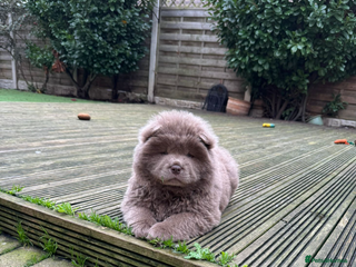 Chow Chow dogs Adorable rare lilac chow chow girl pups - Advert 9
