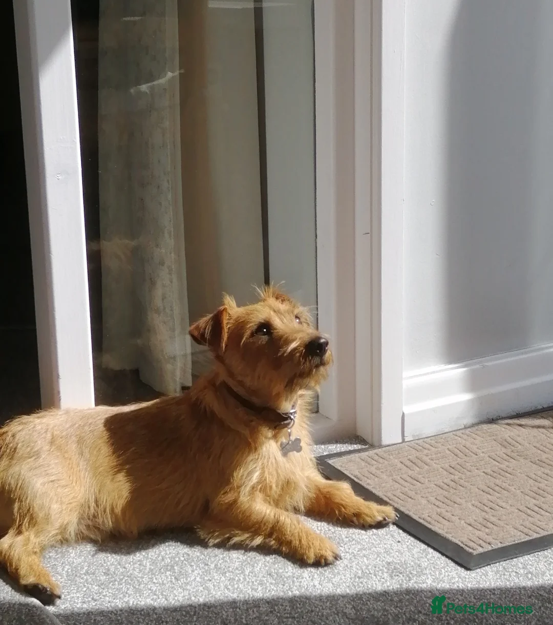 Mixed Breed dogs for sale: Loving home wanted - Advert 5