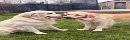 Golden Retriever dogs for sale: Parents to Be!  in Woodhall Spa - Advert 12