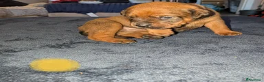 Boxweiler 5