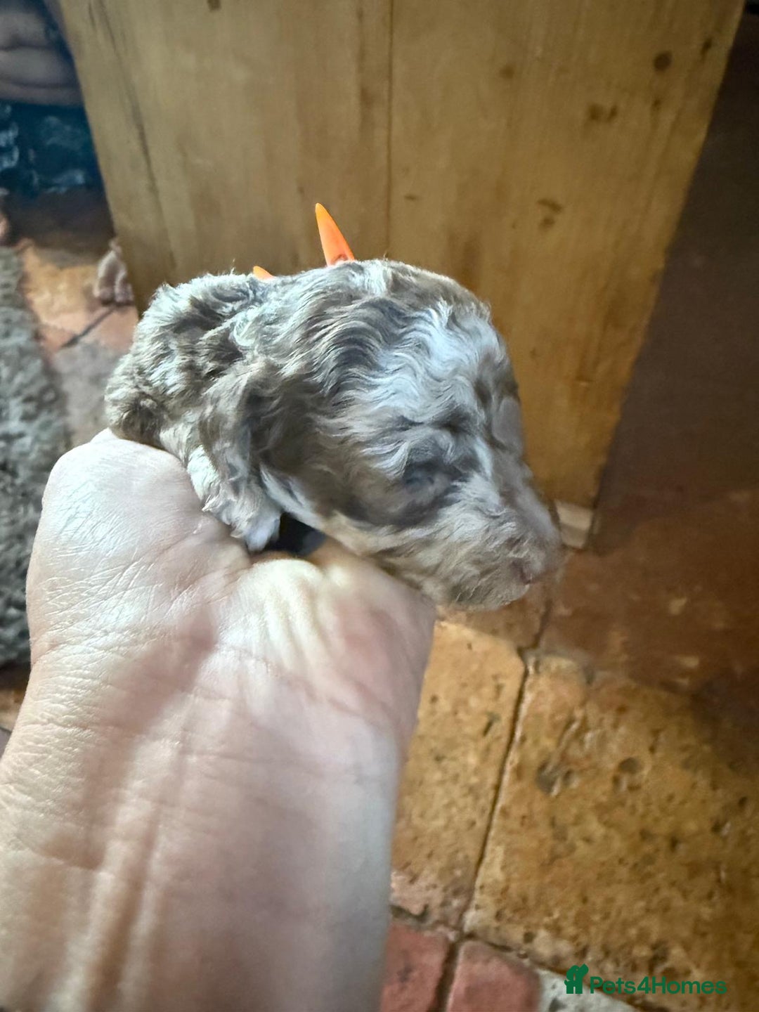 Toy Poodle dogs for sale: Pedigree Toy Poodle puppies, DNA tested parents - Image 4