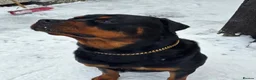Rottweiler dogs for sale: Rottweiler Puppies For Sale - Advert 11