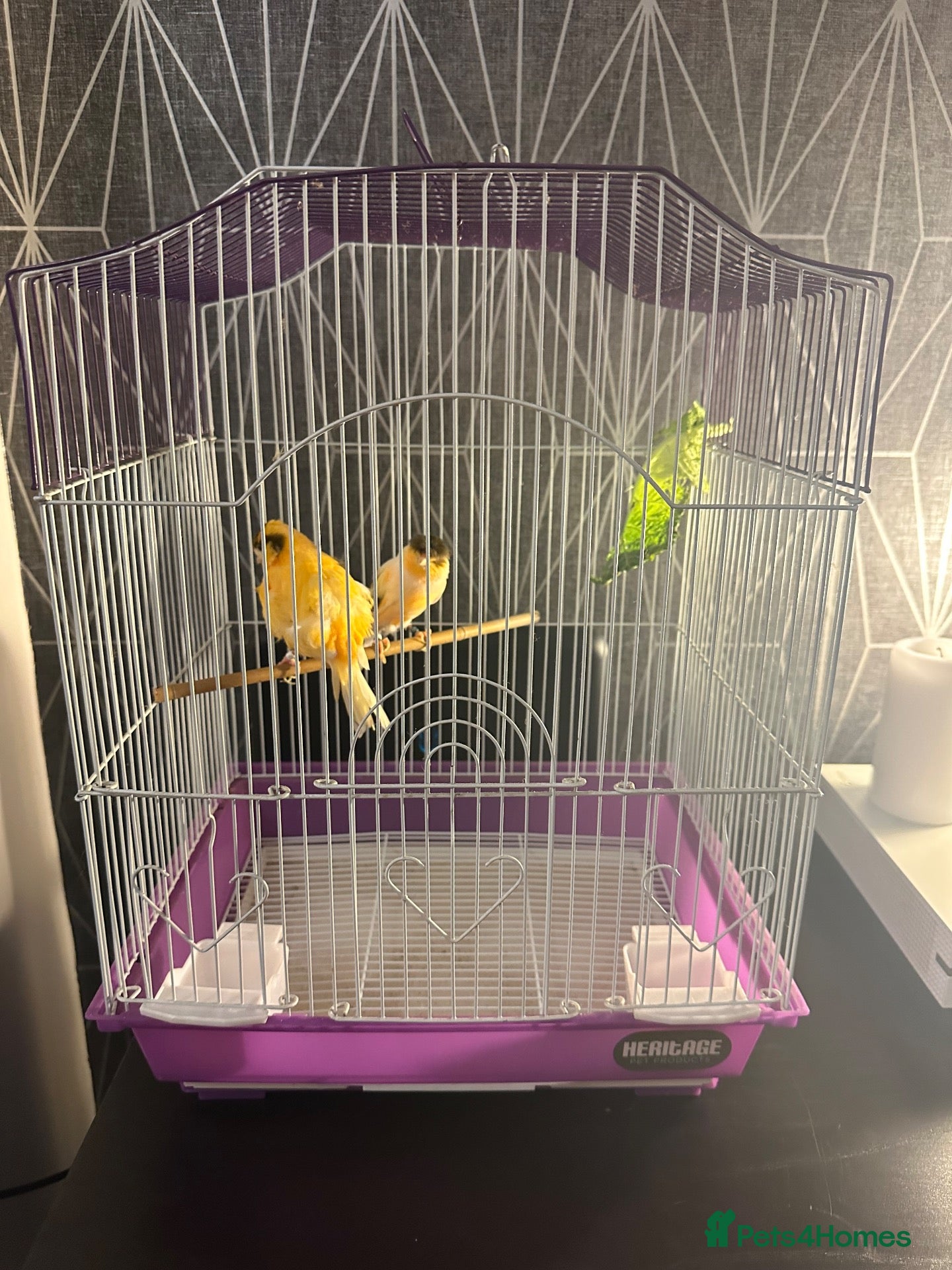 Canaries birds for sale: Pair of Crested Stafford Canaries  - Advert 1