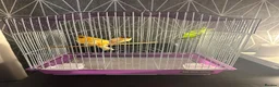 Canaries birds for sale: Pair of Crested Stafford Canaries  - Advert 1