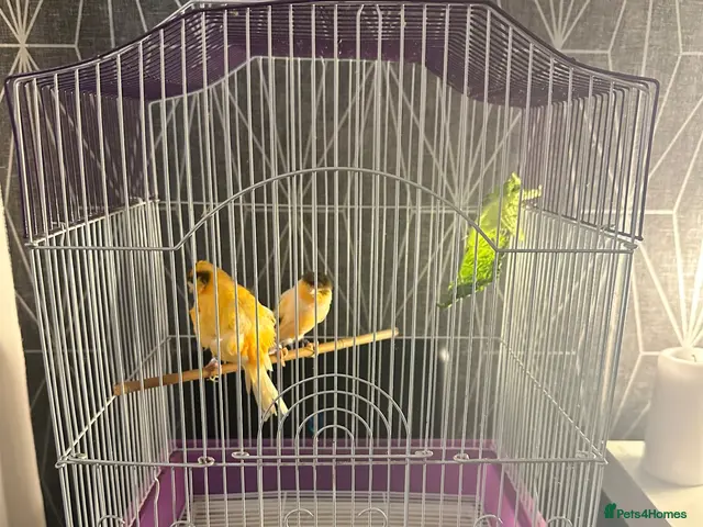 Canaries birds for sale: Pair of Crested Stafford Canaries - Advert 1