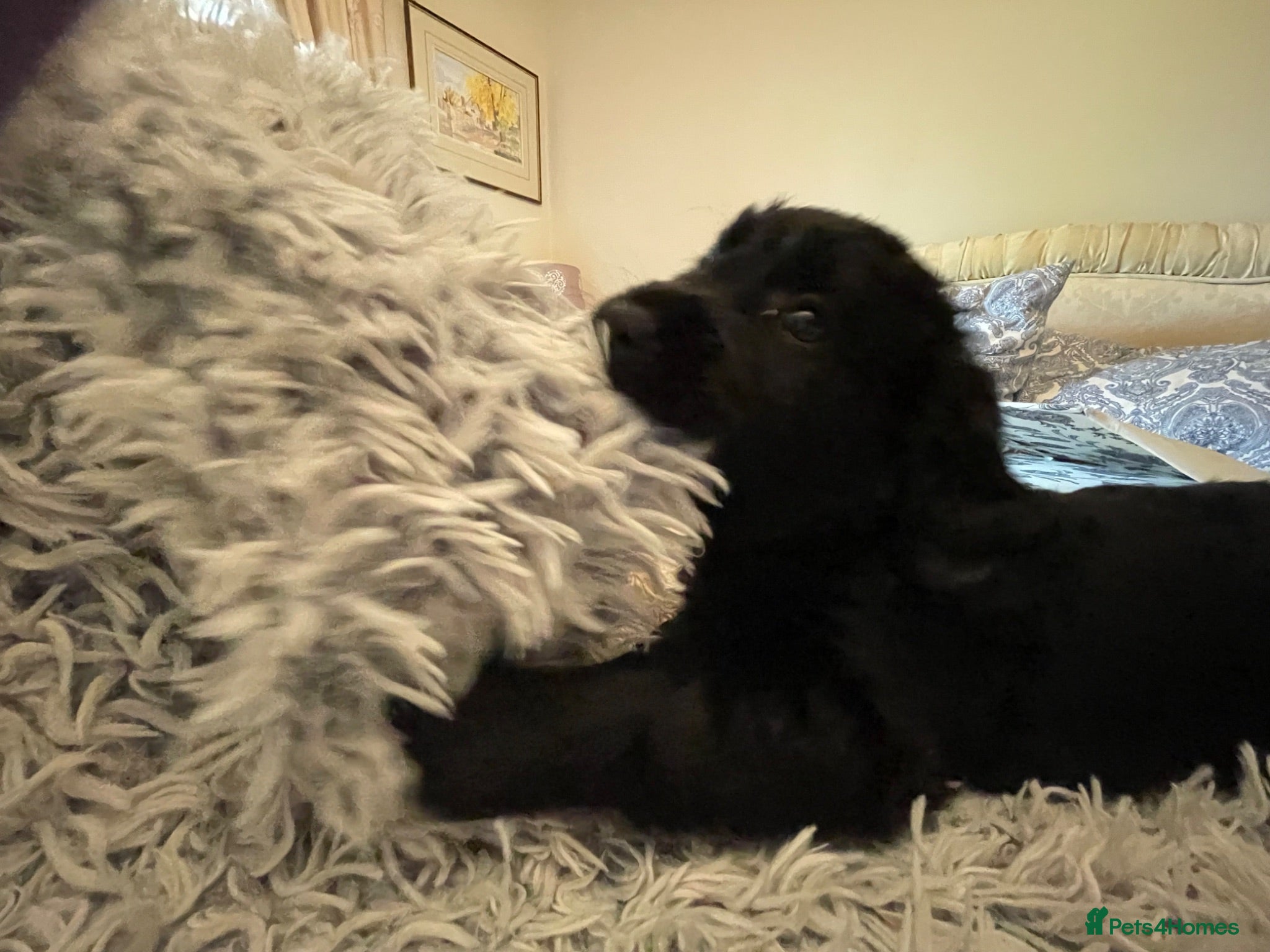 Mixed Breed dogs Cockerdor Cocker Retriever chunky bundles of joy - Advert 2