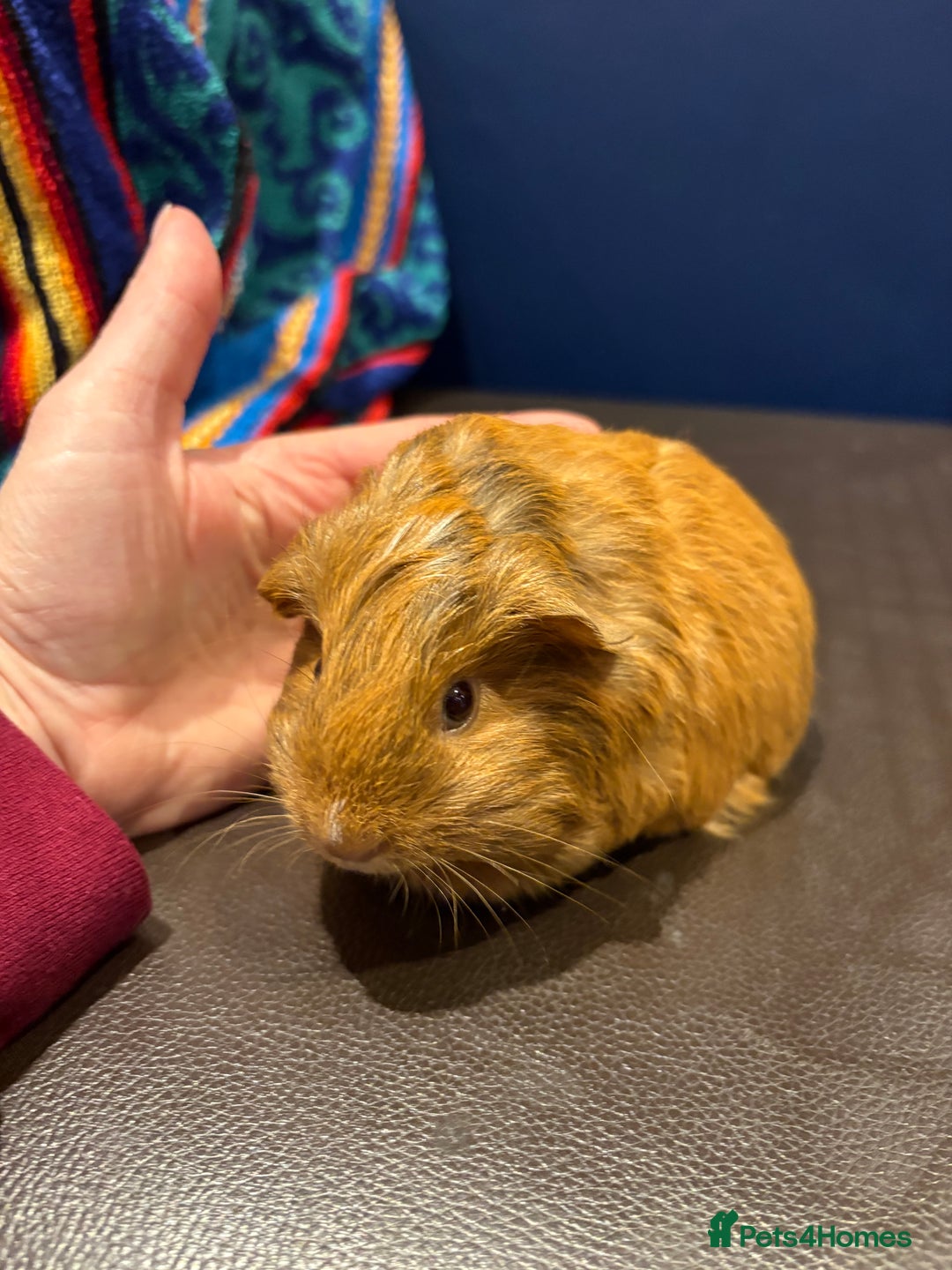 Guinea Pig rodents for sale: Baby Guineas  - Advert 8