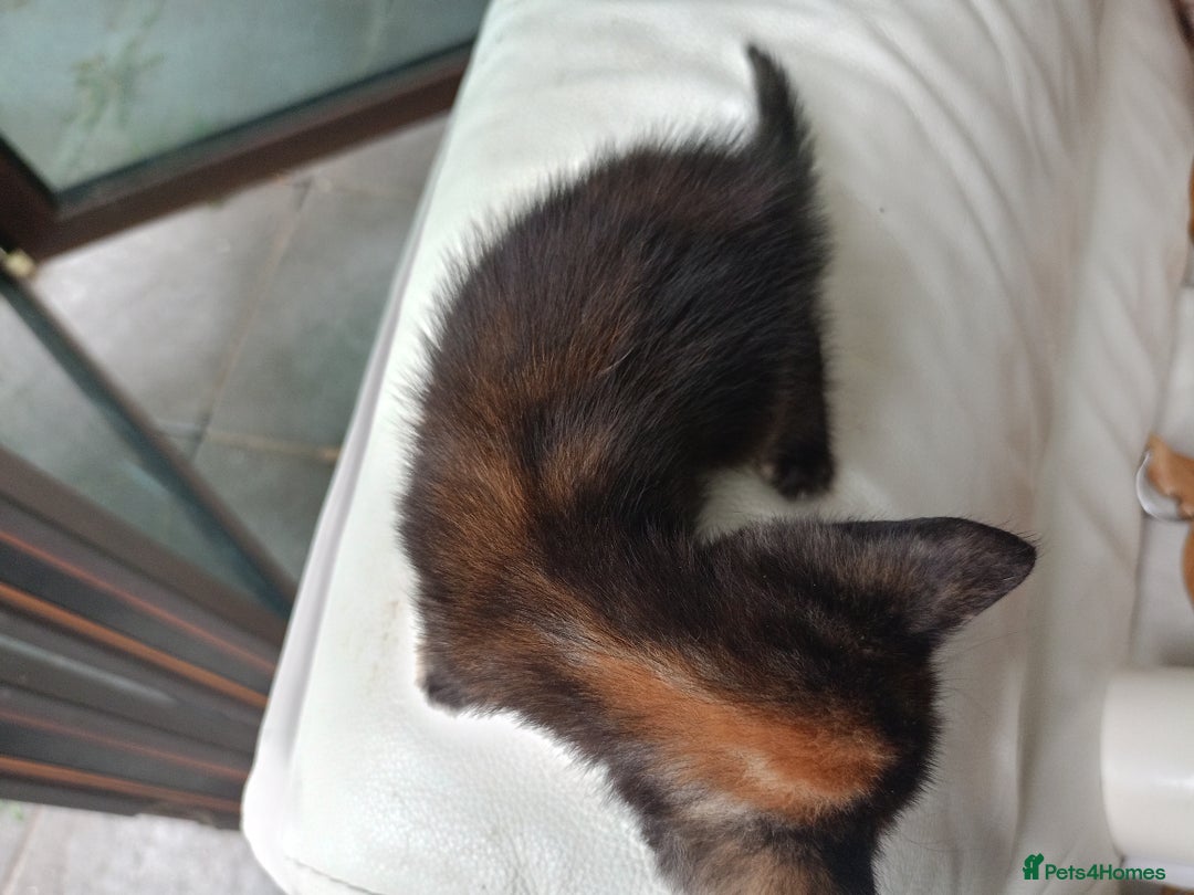 British Shorthair cats for sale: Shosho - Image 7