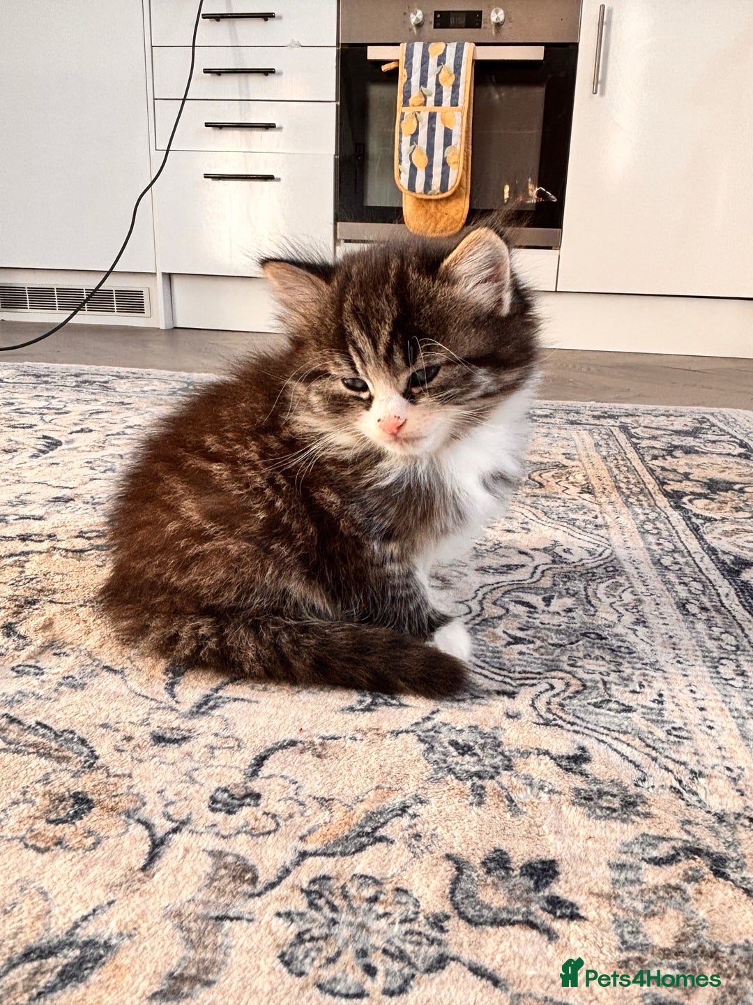 Mixed Breed cats for sale: Kittens for Sale  - Advert 4