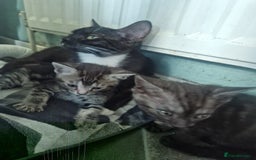 Ragamese cats for sale: Ragamese kitten - Image 6