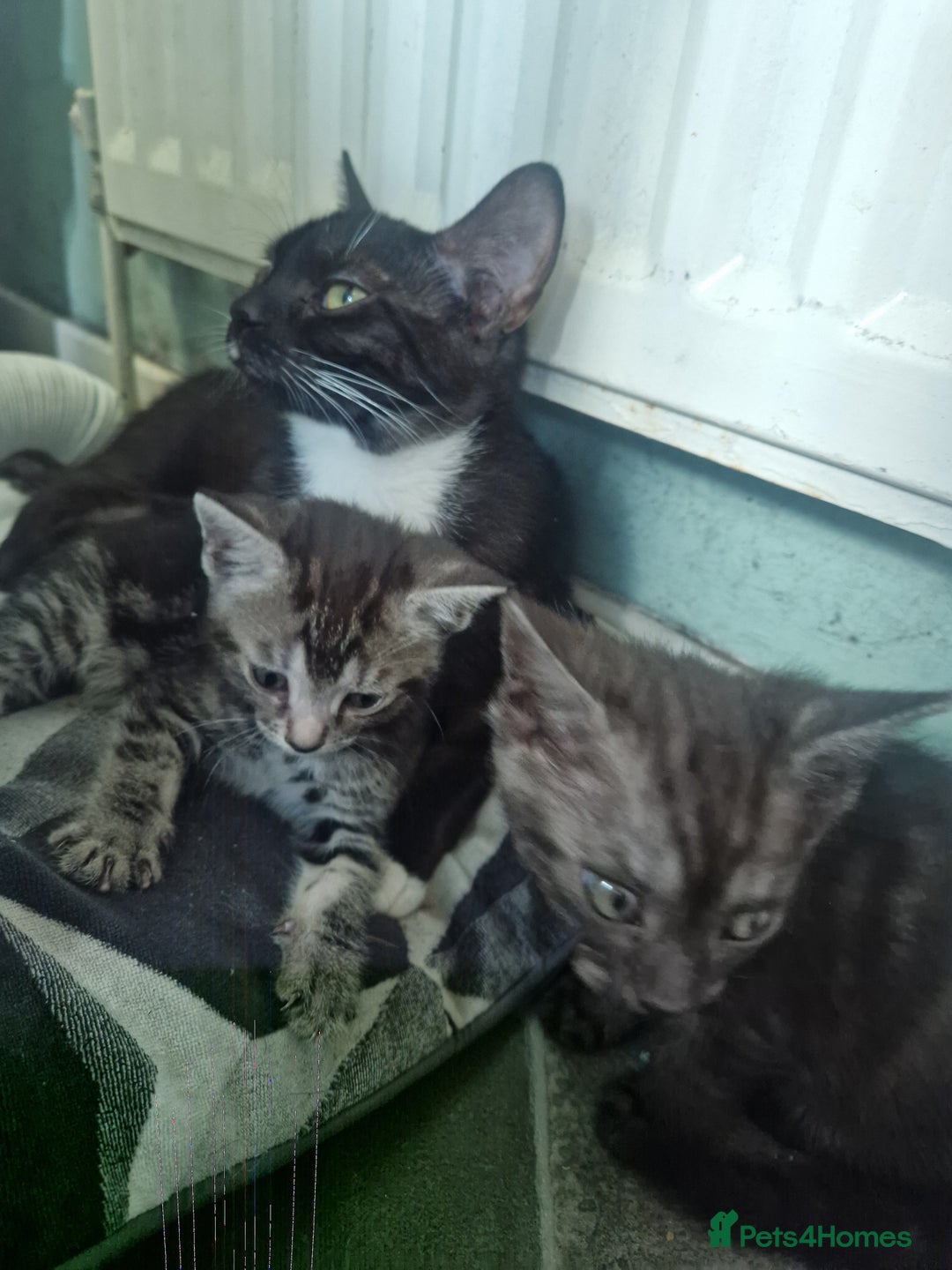 Ragamese cats for sale: Ragamese kitten - Image 6