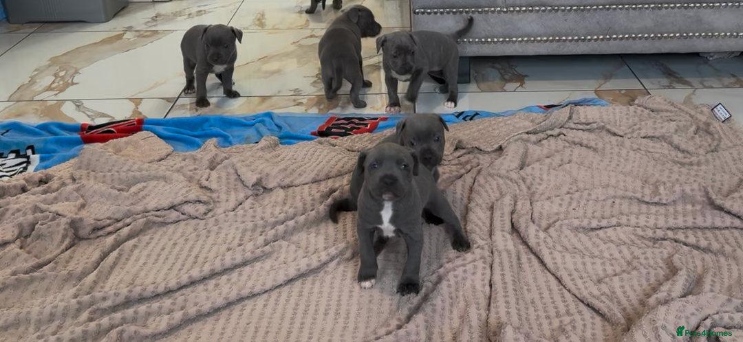 Staffordshire Bull Terrier dogs for sale: Blue Staffordshire Bull Terriers Staffy staffie - Image 4