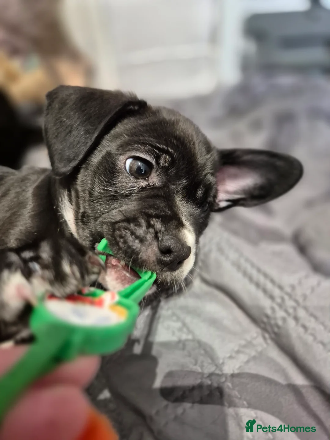 Mixed Breed dogs for sale: 🐾 Beautiful French Bulldog × Cockapoo Puppies 🐾 - Advert 2