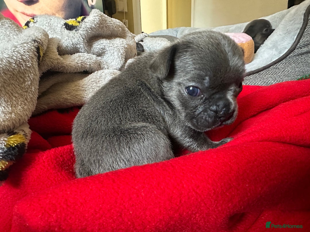 French Bulldog dogs for sale: Adorable French Bulldog Puppies in Barking - Image 28