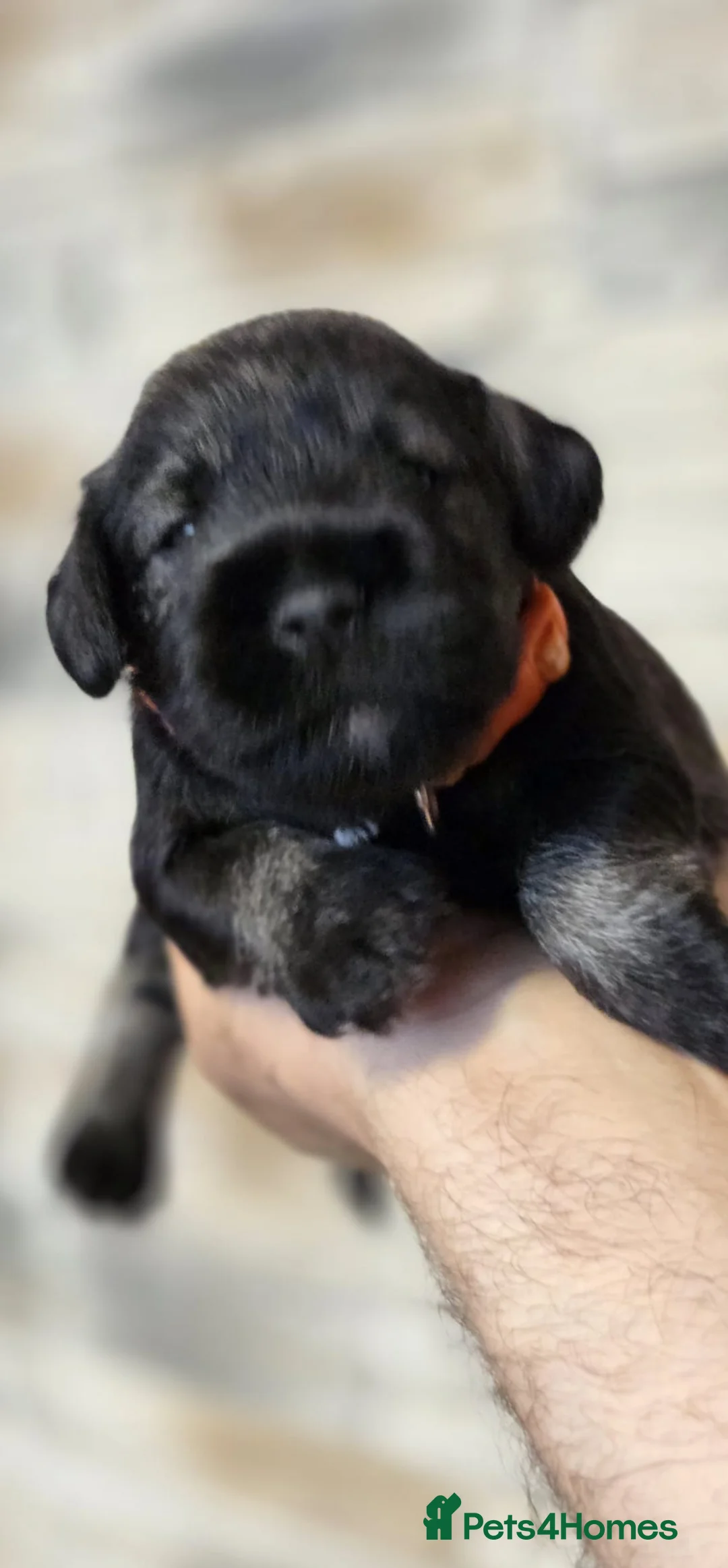 Miniature Schnauzer dogs for sale: Miniature Schnauzer Puppies – Salt & Pepper in Manchester - Advert 2