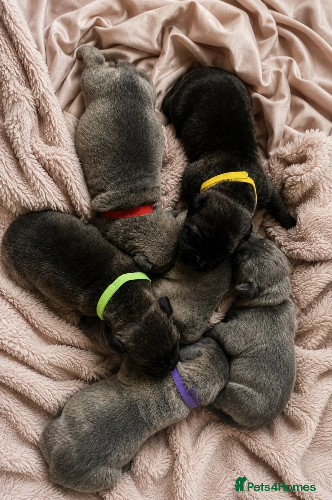 Mixed Breed dogs for sale: Boerboel molasses  - Advert 2