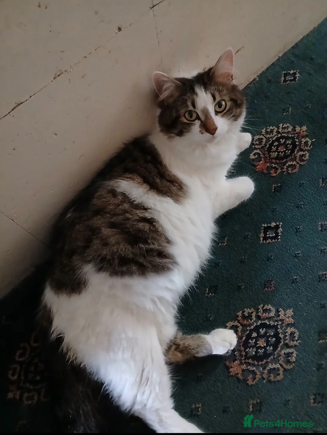 Mixed Breed cats for sale: Very cute spotty kittens for sale - Advert 25