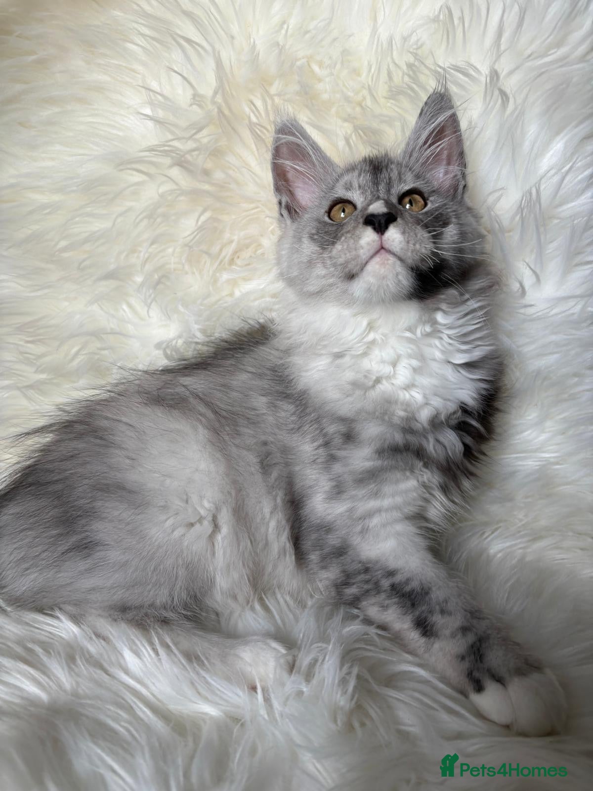 Maine Coon cats XL Maine Coon Kittens for Sale – TICA Reg - Advert 6