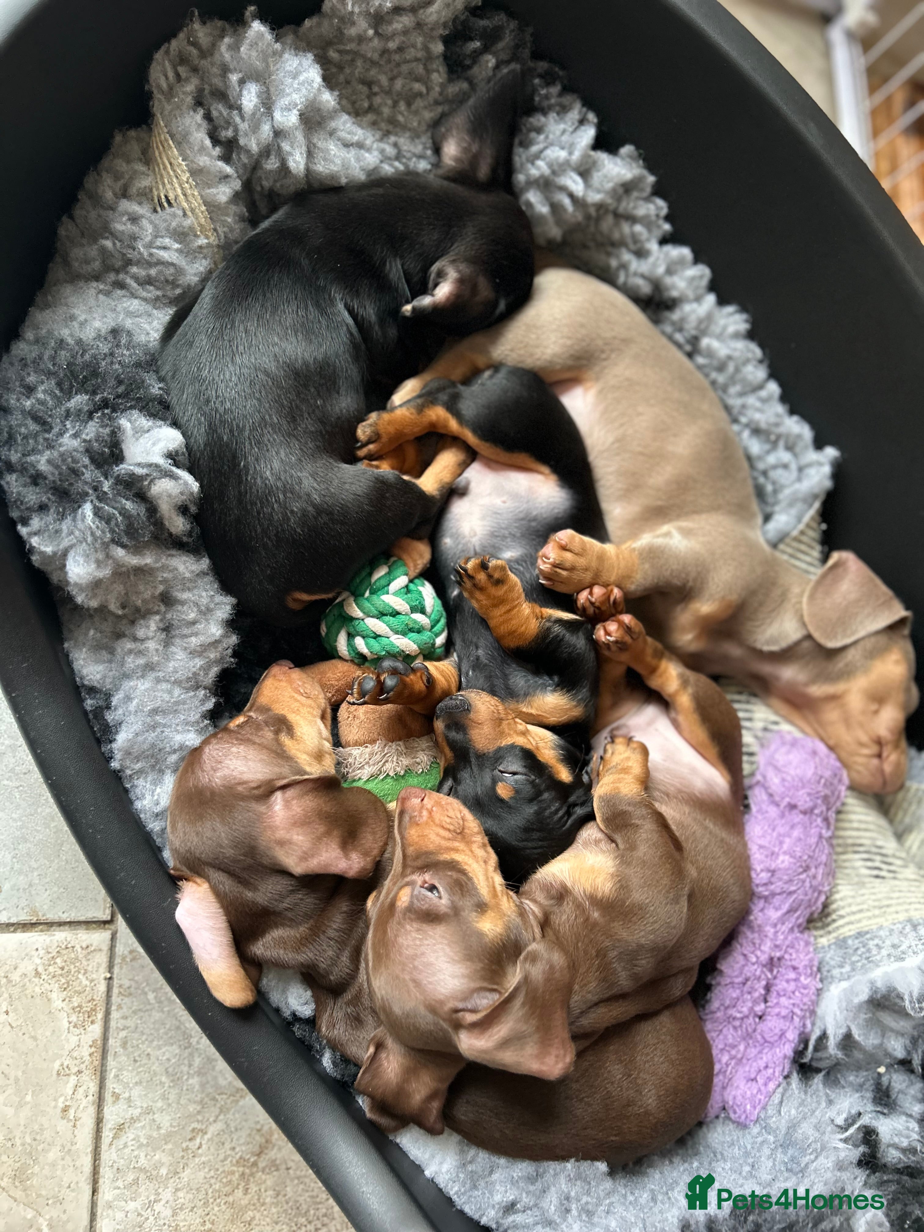 Miniature Dachshund dogs Kc reg pra hereditary clear male puppies ready now - Advert 2