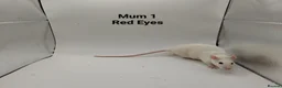 Rat rodents for sale: 🐀November Rats Are Here!🐀 - Advert 3