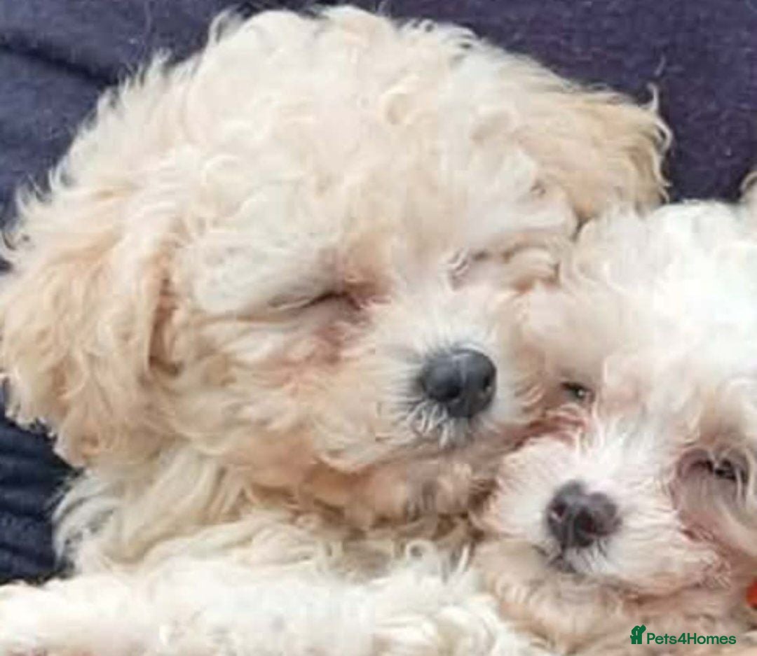 Cavapoochon dogs Beautiful Baby Cavapoochon puppies - Advert 12