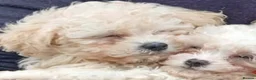 Cavapoochon dogs for sale: Beautiful Baby Cavapoochon puppies - Advert 1