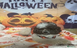 Miniature Poodle dogs for sale: KC Registered Miniature Parti Poodle - Image 7