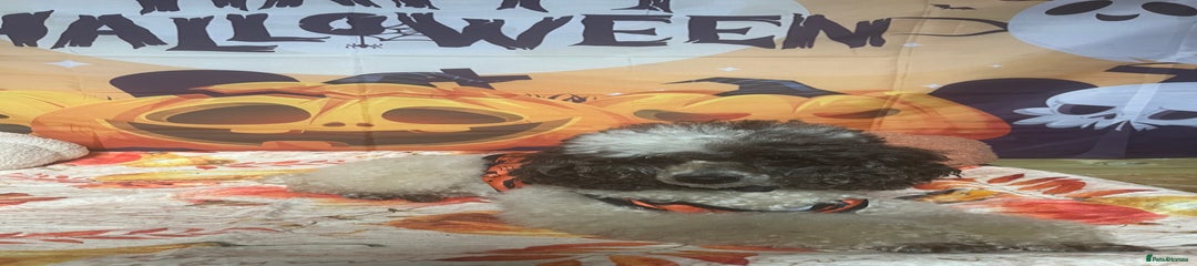 Miniature Poodle Puppy 1