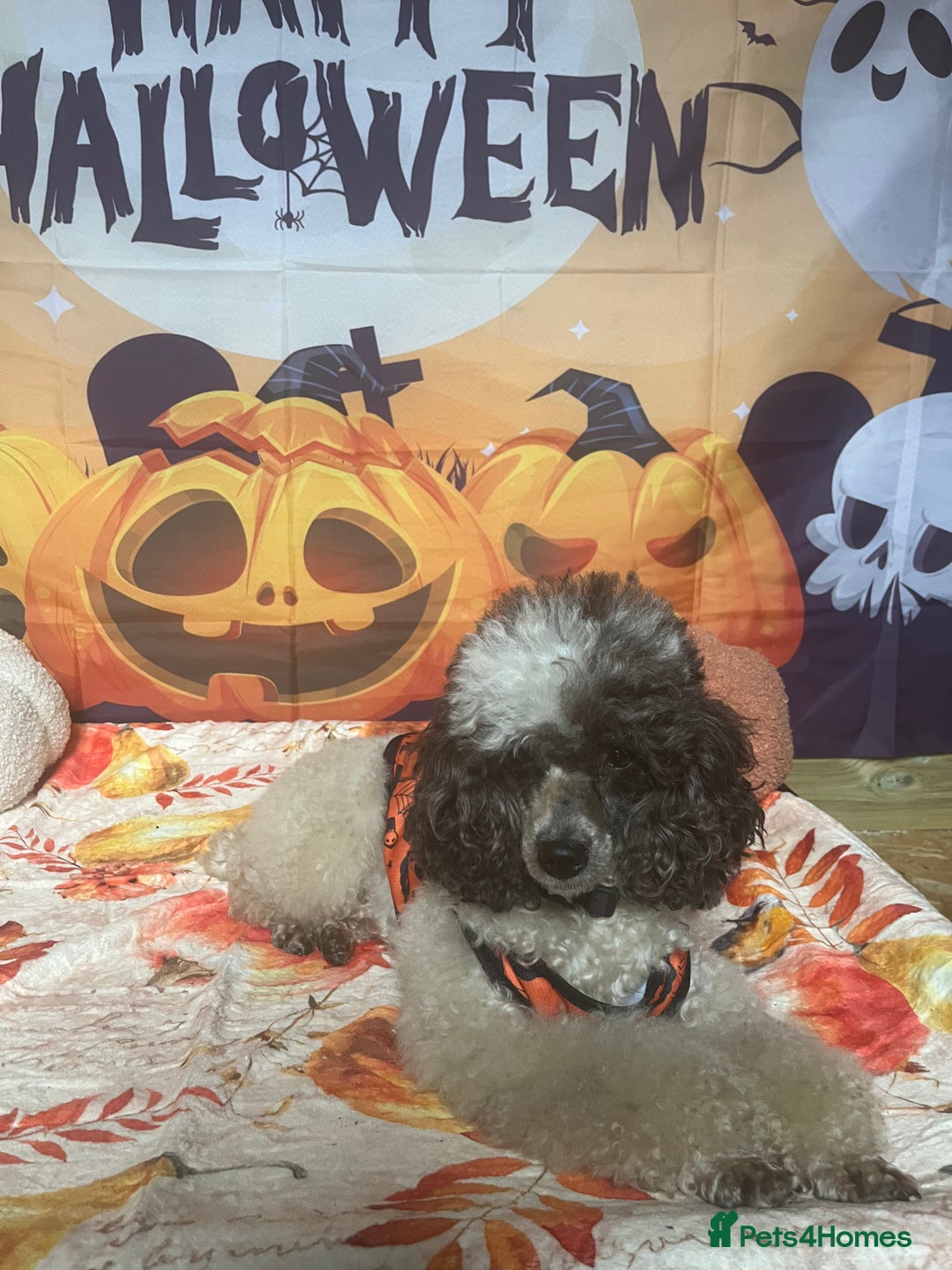 Miniature Poodle dogs for sale: KC Registered Miniature Parti Poodle - Image 7