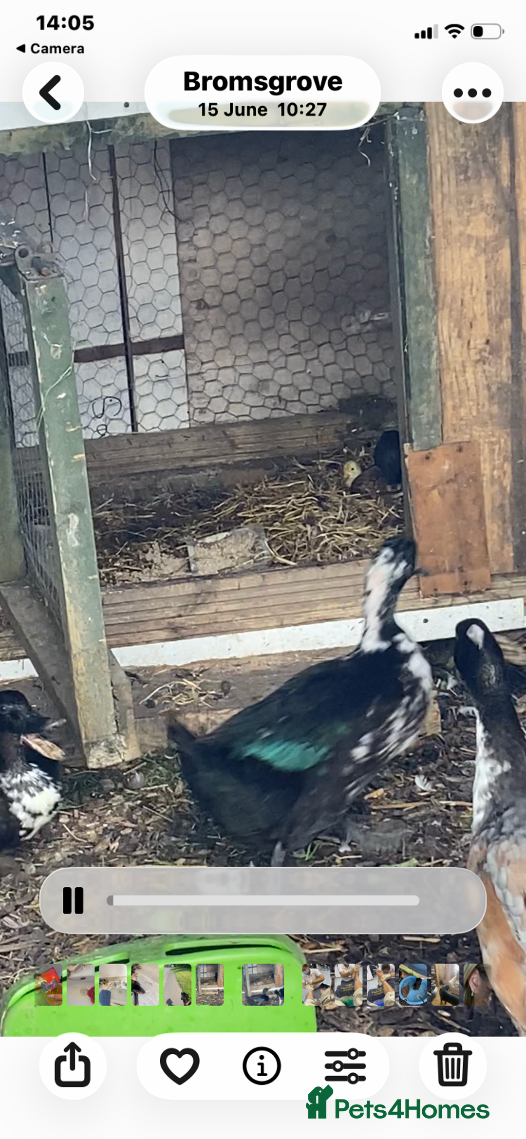 Ducks poultry for sale: Flock  - Advert 1