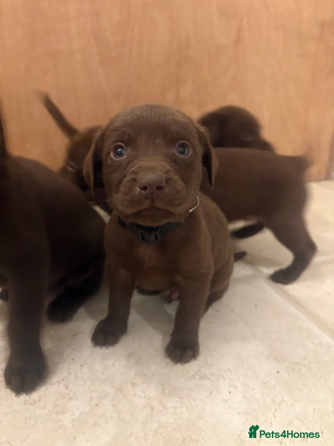 Labrador Retriever dogs for sale: ⭐️Gorgeous Kc Chocolate Labrador Puppies⭐️ - Advert 9