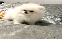 Pomeranian dogs for sale: Korean–Russian Exclusive Teddy Bear Pomeranian ✨🐻 - Advert 8