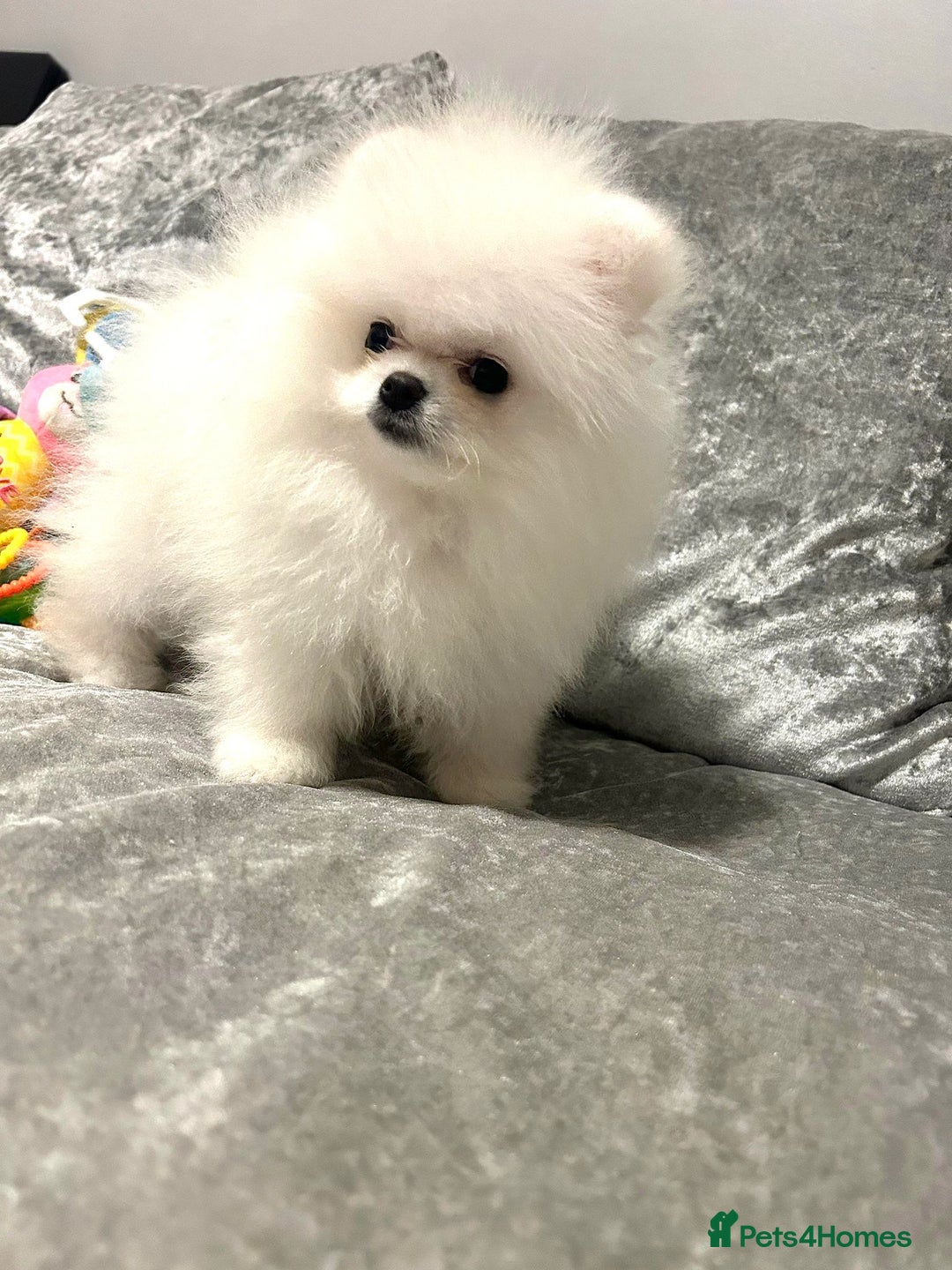 Pomeranian dogs for sale: Korean–Russian Exclusive Teddy Bear Pomeranian ✨🐻 - Advert 8