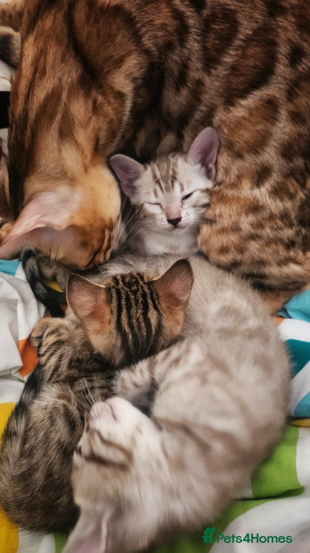 Bengal cats for sale: Snow bengal brown bengal rosseted kittens - Image 5