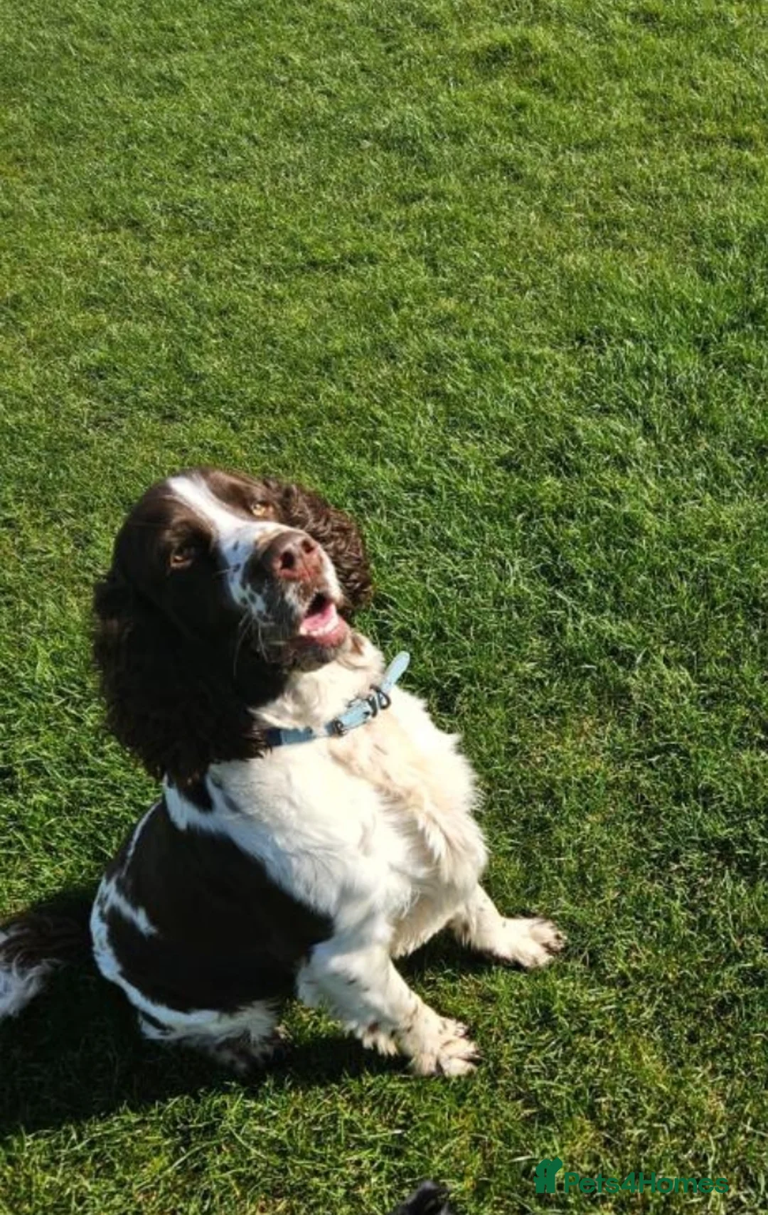 English Springer Spaniel dogs for stud: English Springer  spaniel for stud in Sidcup - Advert 2
