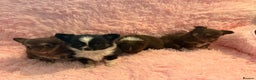 Chihuahua dogs for sale: Beautiful litter of four l/c CHIHUAHUAS READY NOW! - Advert 3