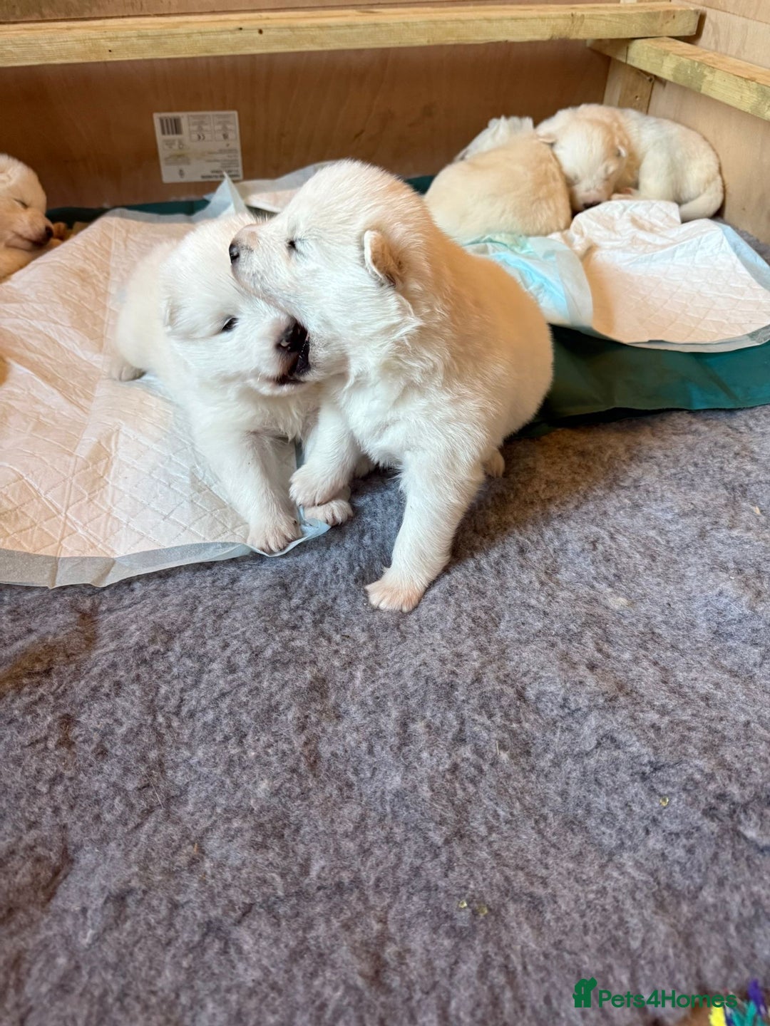 Samoyed dogs for sale: Gorgeous Samoyed Puppies  - Image 7