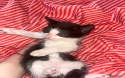 Mixed Breed cats for sale: 4 kittens needing a good home asap. - Image 4
