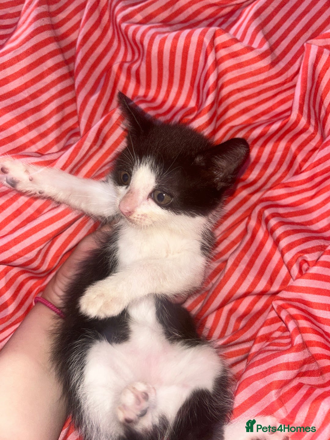Mixed Breed cats for sale: 4 kittens needing a good home asap. - Image 4