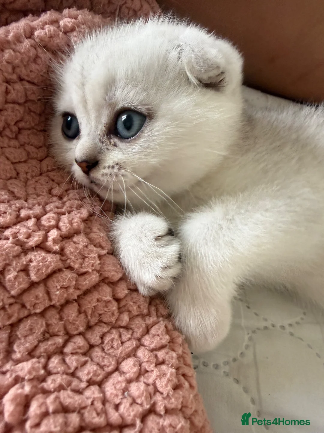 Scottish Fold cats for sale: Scottish fold TICA registered - Advert 2
