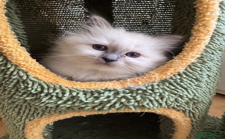 Birman cats - Advert 1