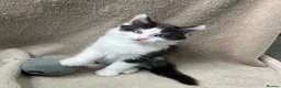 Mixed Breed cats for sale: Beautiful fluffy Russian blue mixed breed kitten - Advert 6