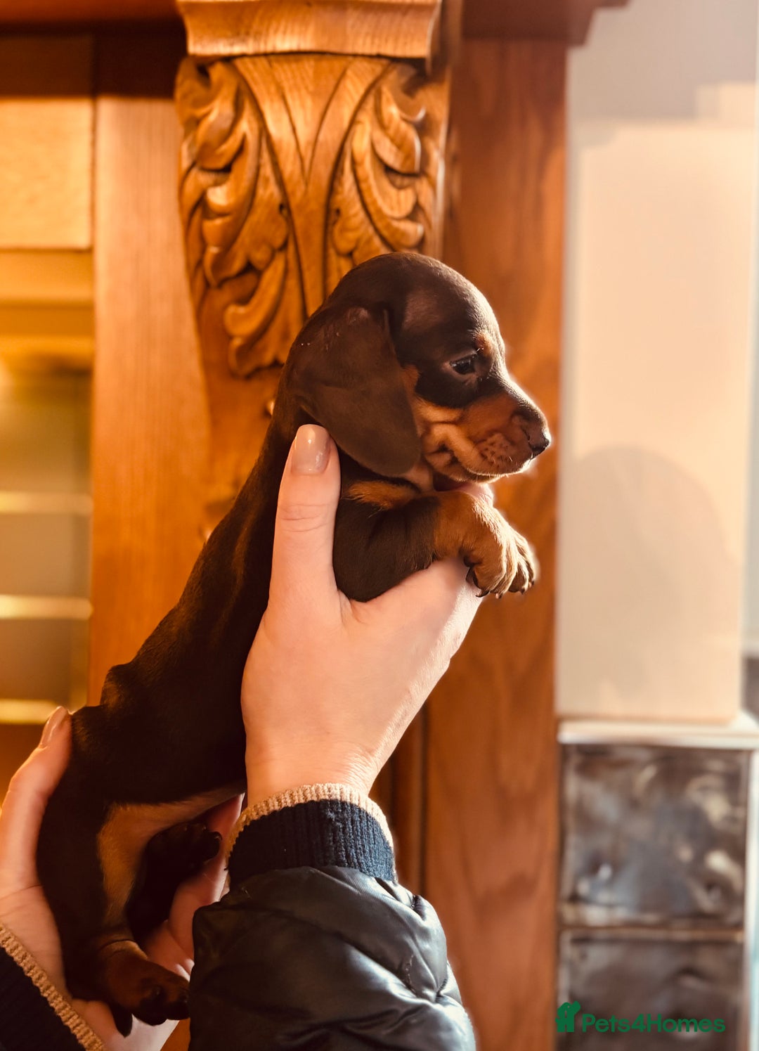 Miniature Dachshund dogs for sale: Stunning Smooth coat mini dashy girl available - Advert 3