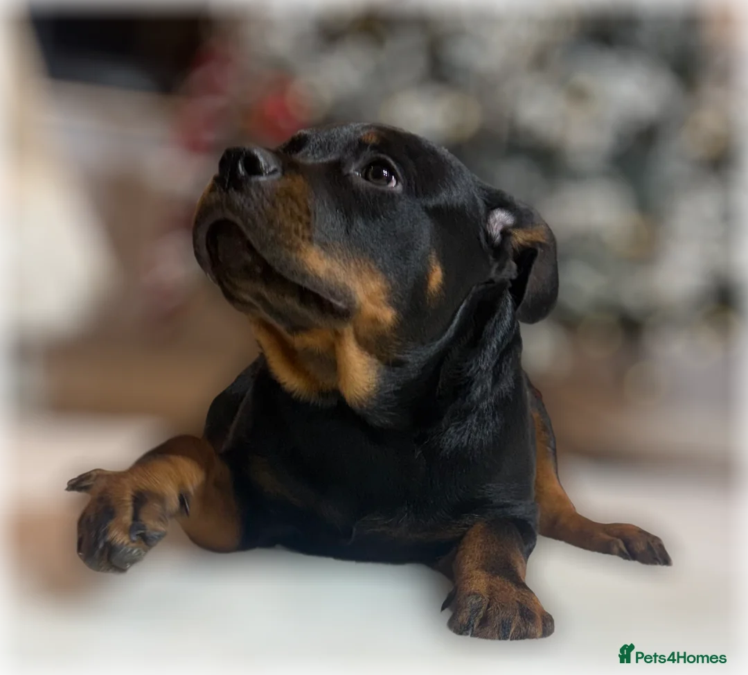 Rottweiler dogs for sale: ROTTWEILER PUPPIES. KC REGISTERED. FREE INSURANCE. - Advert 14