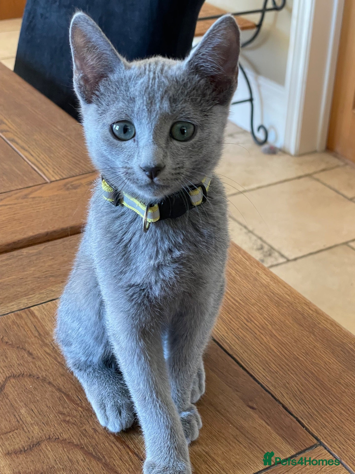 Russian Blue cats 5 Beautiful Russian Blue Kittens - Advert 1