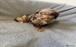 Cockapoo dogs for sale: F1 cockerpoo puppies  - Image 1