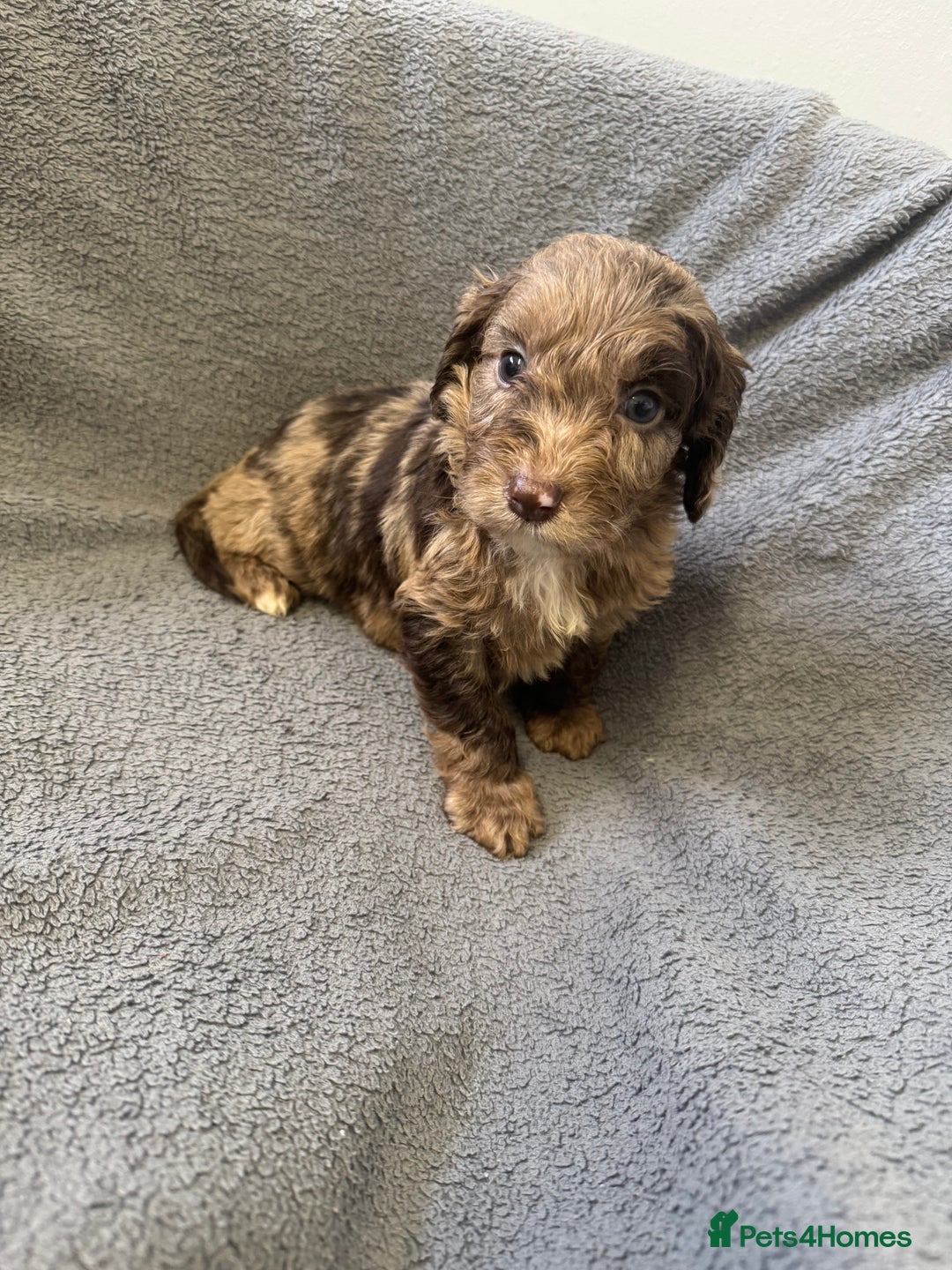 Cockapoo dogs for sale: F1 cockerpoo puppies  - Image 1