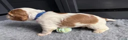 Cocker Spaniel dogs for sale: Adorable Kennel Club Reg. Show Cocker Spaniel Pups - Advert 30