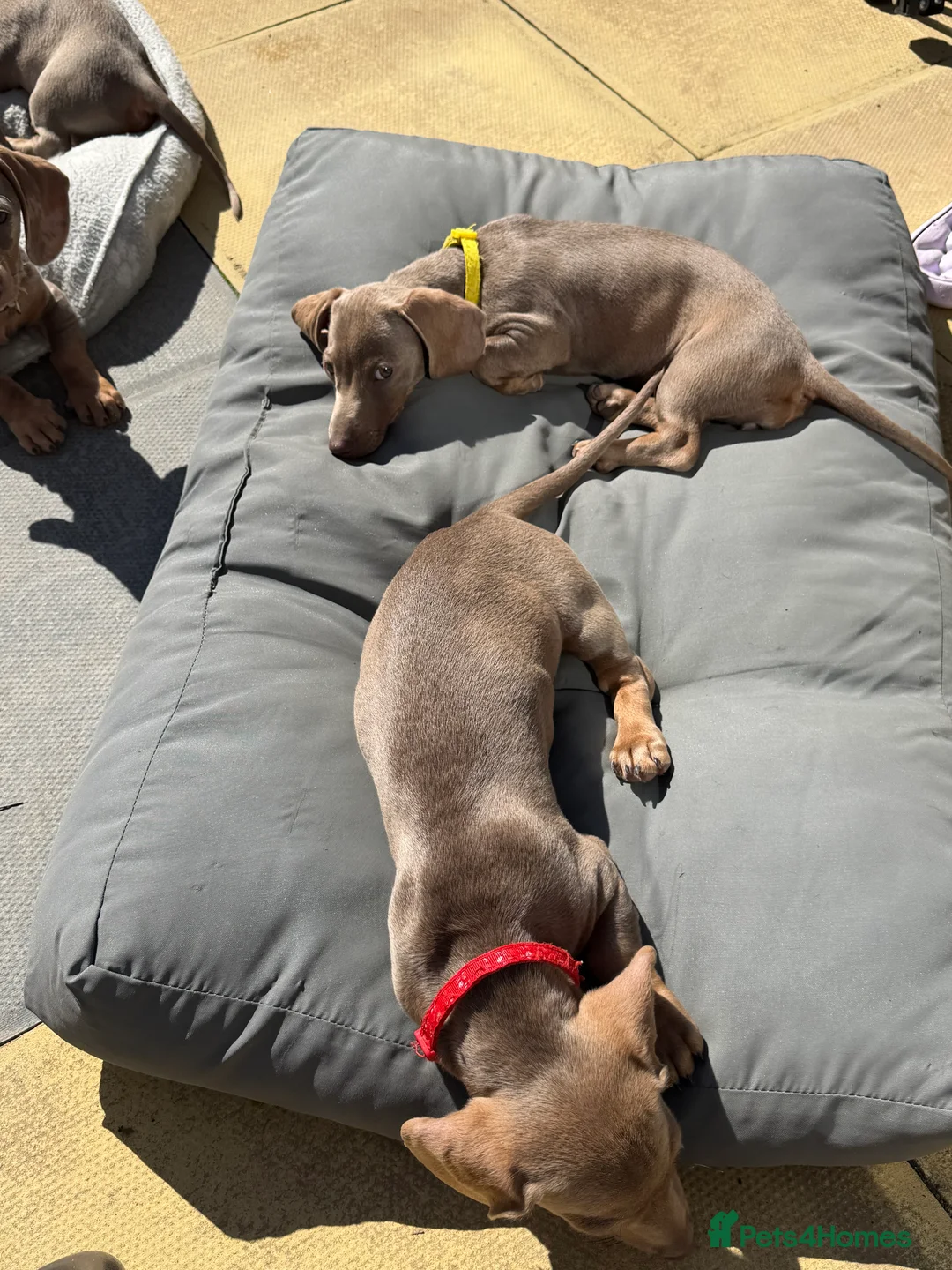 Dachshund dogs for sale: Chunky mini Dachshund puppies  in Newcastle upon Tyne - Advert 2